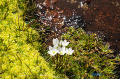 Gentianella muelleriana alpestris