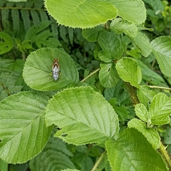 Coenomyiodes edwardsi