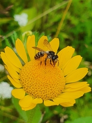 Andrena