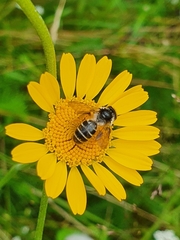 Andrena