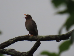 Turdus simillimus
