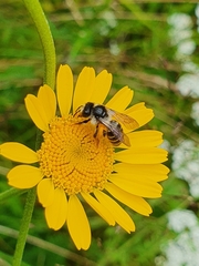 Andrena