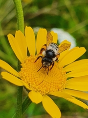 Andrena