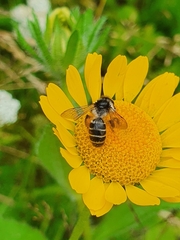 Andrena