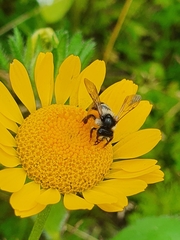 Andrena
