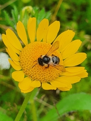 Andrena