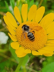 Andrena