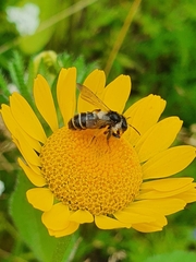 Andrena