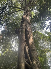 Ficus dendrocida