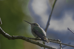 Eupetomena cirrochloris