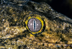 Rhacodactylus leachianus