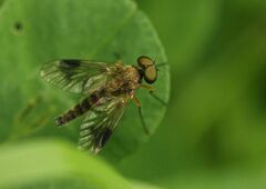 Chrysopilus nubecula