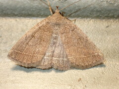 Zanclognatha marcidilinea