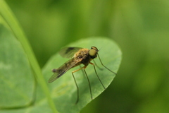 Chrysopilus nubecula