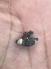 Eucryptorrhynchus brandti