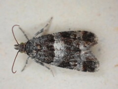 Lobesia abscisana