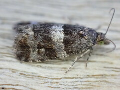 Lobesia abscisana