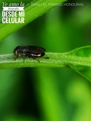 Notogramma