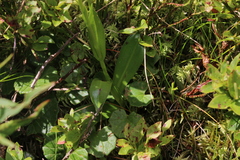Pseudorchis