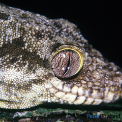 Rhacodactylus trachyrhynchus