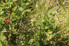 Pseudorchis