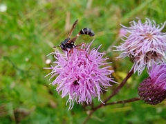 Physocephala rufipes
