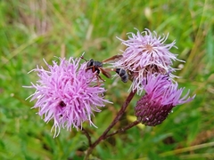 Physocephala rufipes