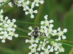 Herina frondescentiae