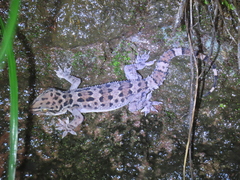 Hemidactylus maculatus