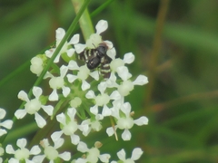 Herina frondescentiae