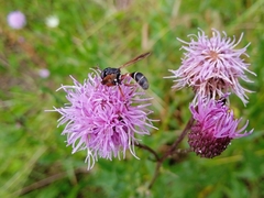 Physocephala rufipes
