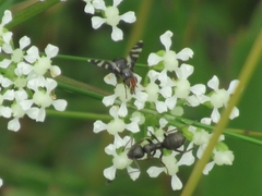 Herina frondescentiae