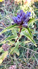Gentiana cruciata cruciata