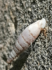 Papillifera papillaris