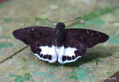 Tagiades ultra