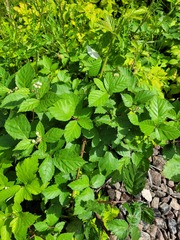 Rubus procerus