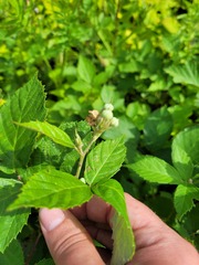 Rubus procerus