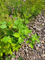 Rubus procerus