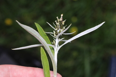 Omalotheca norvegica