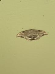 Morphomima fulvitacta