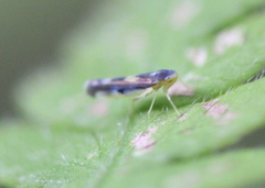 Eupteryx flavoscuta