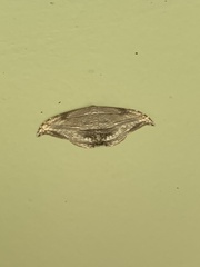 Morphomima fulvitacta