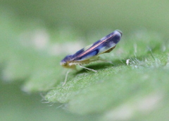 Eupteryx flavoscuta