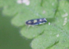 Eupteryx flavoscuta