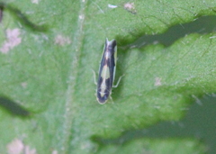 Eupteryx flavoscuta