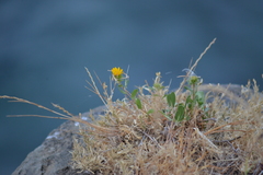 Grindelia integrifolia