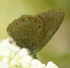 Coenonympha haydenii