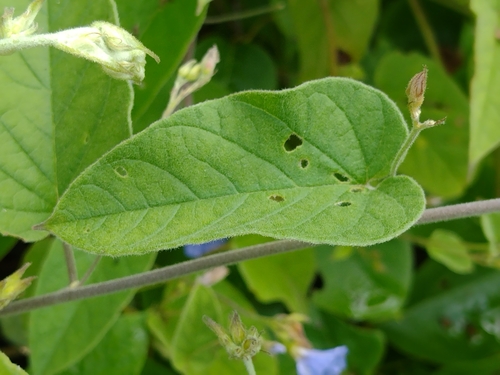 Jacquemontia sphaerostigma, photograph 4