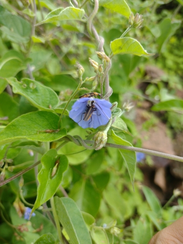 Jacquemontia sphaerostigma, photograph 5