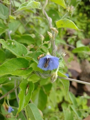 Jacquemontia sphaerostigma, photograph (c) Lucas Kaminski, some rights reserved (CC BY)